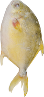 obaba fresh BRAND 71175 FZ GOLDEN POMPANO (400-600)