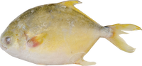 other BRAND 71176 FZ GOLDEN POMPANO (600-800)